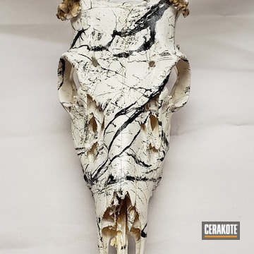 Skull Coated Using Matte Ceramic Clear